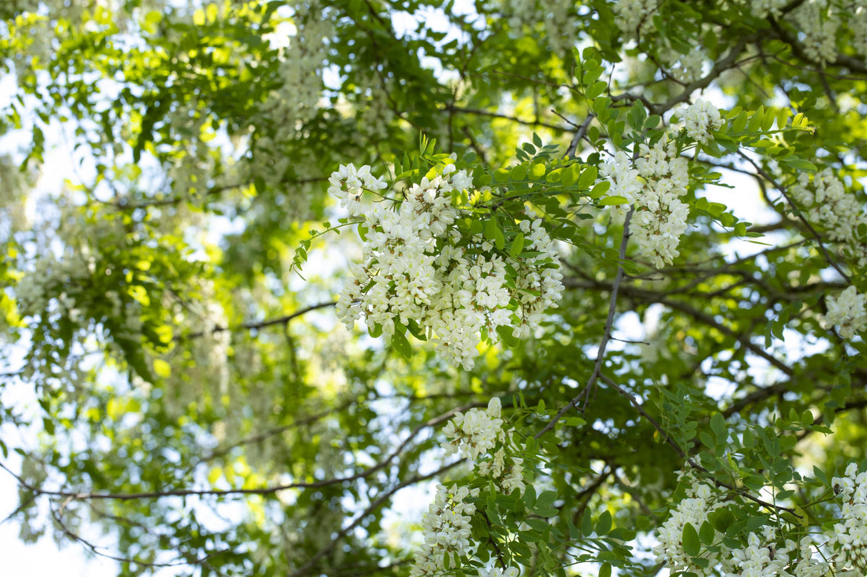 Robinie; hier mit Blüte; schnelles Wachstum; Einsatzmöglichkeit z.B. : Zierbaum; erhältlich von 50-80 bis 80-120 cm;;hier kaufen