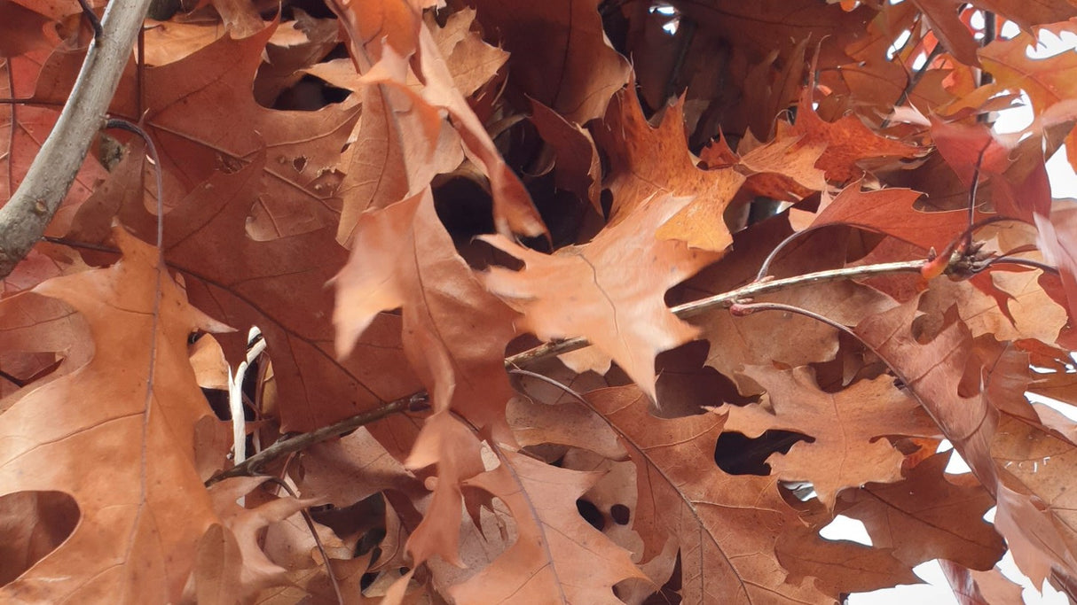 Roteiche; hier mit Herbstlaub; schädlingsresistent; Einsatzmöglichkeit z.B. : Parkbäume;;günstig mit Qualität