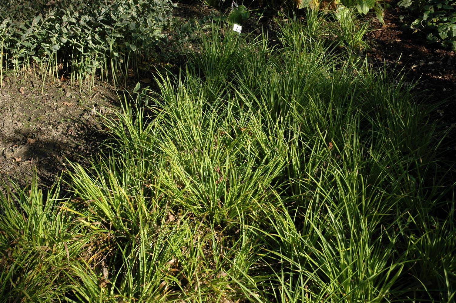 Luzula sylvatica (Wald-Marbel)
