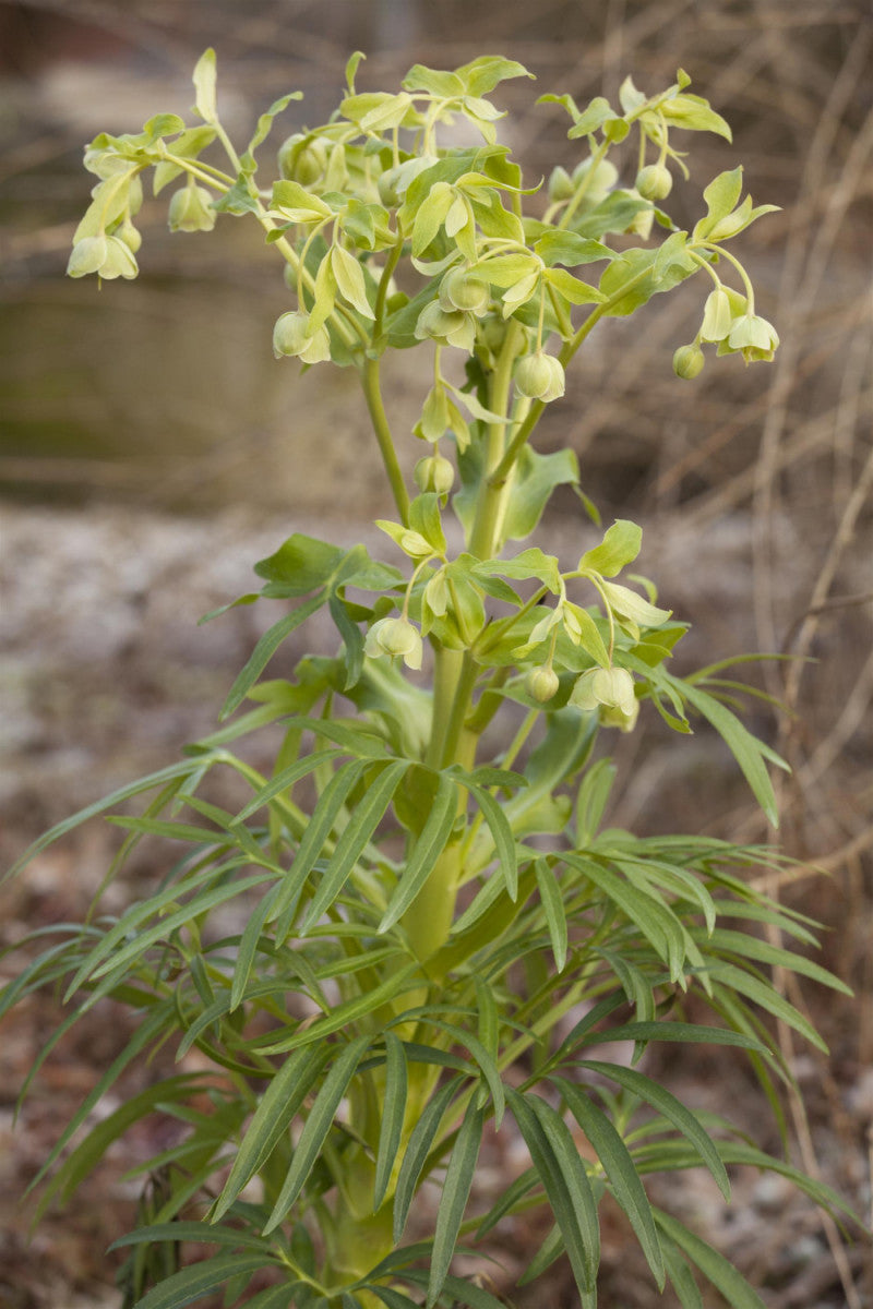 Helleborus foetidus (Palmblatt-Nieswurz)