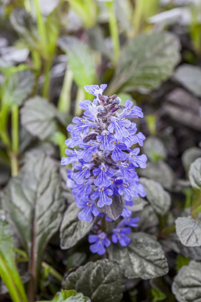 Ajuga reptans 'Braunherz' (Rotblättriger Garten-Günsel)