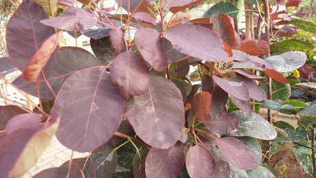 Roter Perückenstrauch 'Royal Purple'; hier mit Belaubung; herbstfärbung; Einsatzmöglichkeit z.B. : Solitärpflanze; erhältlich von 40-60 bis 175-200 cm;;hier kaufen