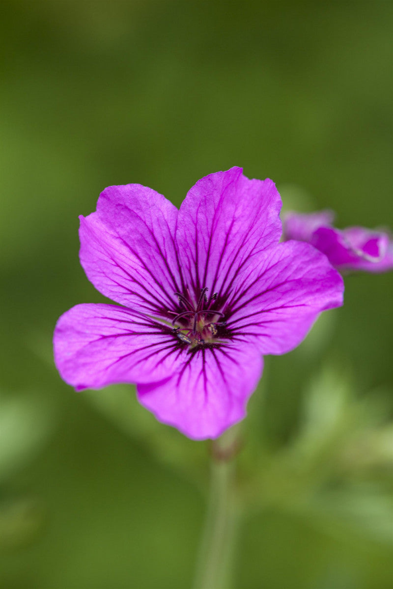 Geranium psilostemon 'Patricia' (Garten-Storchschnabel)