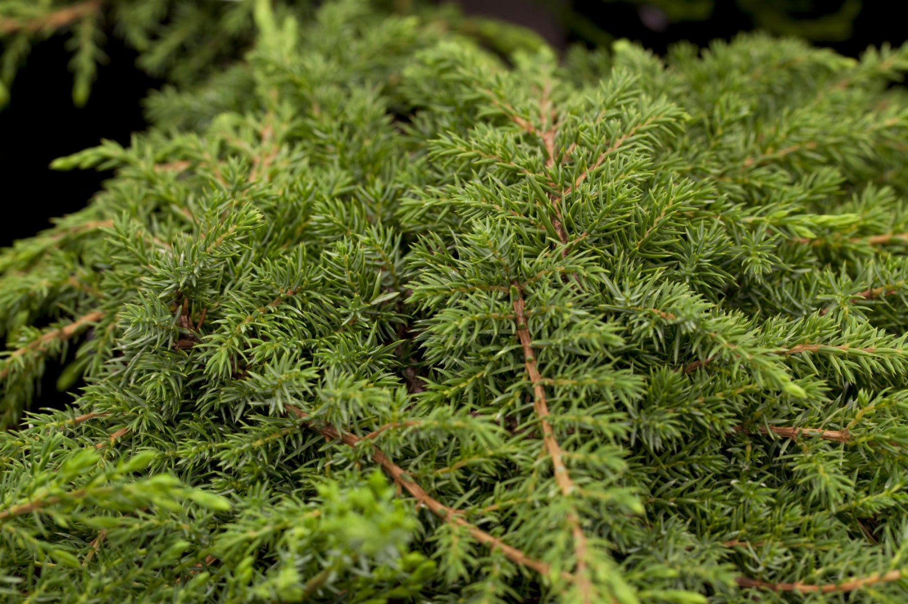 Juniperus com. 'Green Carpet' (Kriechwacholder 'Green Carpet')