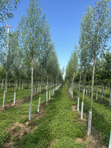 Silberweide; als Pflanze im Beet; pflegeleicht; Einsatzmöglichkeit z.B. : Bauerngarten; erhältlich von 50-80 bis 550-1000 cm;;hier kaufen