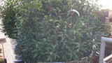 Prunus lusitanica 'Angustifolia'; vorbereitet für Versand; schnittfest, anspruchslos, dicht wachsend; Einsatzmöglichkeit z.B. : Vogelschutzhecke;;ab 56,00 Euro