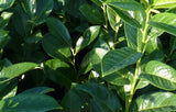 Prunus Laurocerasus 'Rotundifolia'; hier mit Sommerbelaubung; nahrungsquelle für Vögel; Einsatzmöglichkeit z.B. : Sichtschutz;;günstig mit Qualität