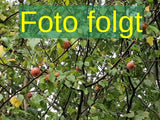 jahreszeitbedingt sehen Pflanzen unterschiedlich aus.