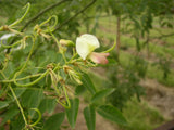 japanischer schnurbaum; hier mit Blüte; robust; Einsatzmöglichkeit z.B. : Parkbaum; erhältlich mit Stammumfang von 12-14 bis 20-25 cm;;günstig mit Qualität