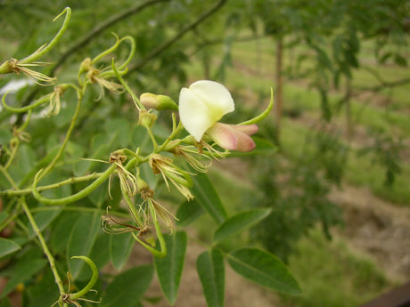 japanischer schnurbaum; hier mit Blüte; robust; Einsatzmöglichkeit z.B. : Parkbaum; erhältlich mit Stammumfang von 12-14 bis 20-25 cm;;günstig mit Qualität