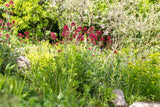 Rotblühende Garten-Spornblume; als Pflanze im Beet; pflegeleicht; Einsatzmöglichkeit z.B. : Bienenweiden;;hier kaufen