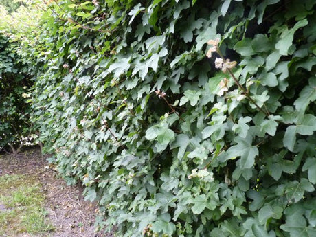 Gewöhnlicher Ahorn; als Hecke; bietet Vögeln Nistplatz;;mit zeitnaher Lieferung