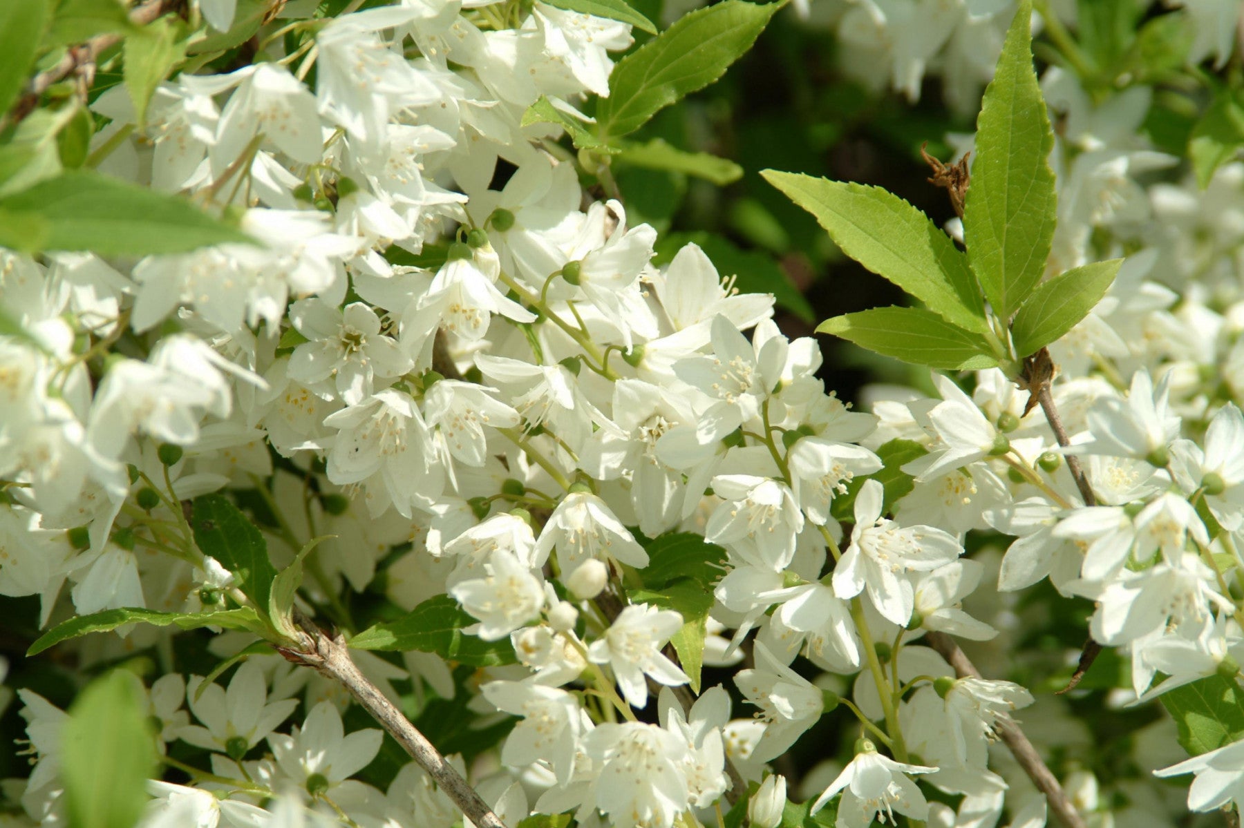 Philadelphus 'Manteau d'Hermine' (Gartenjasmin 'Manteau d'Hermine')