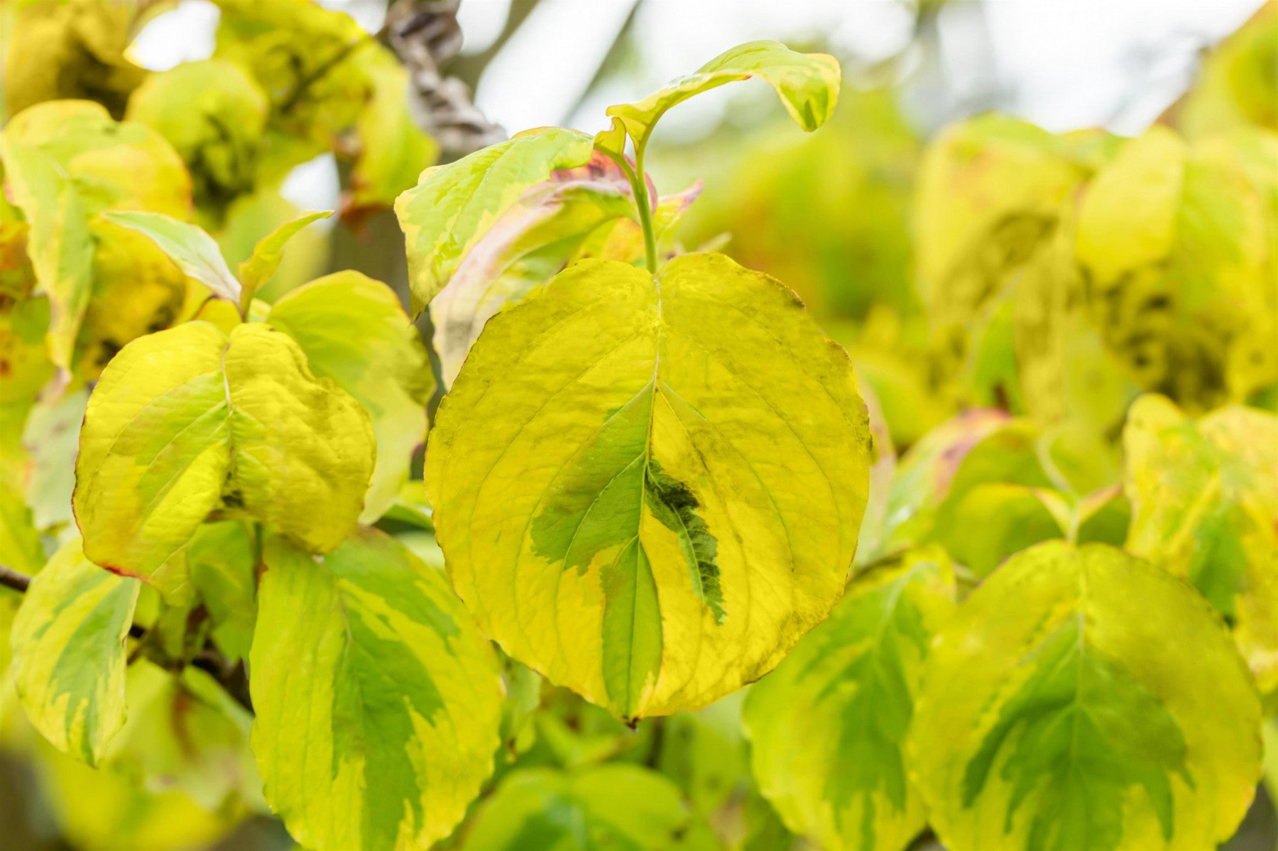 Cornus florida 'Rainbow' (Amerik. Blumen-Hartriegel 'Rainbow')