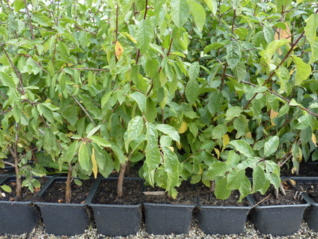 Schlehe, Schwarzdorn; hier im Topf; robust; Einsatzmöglichkeit z.B. : Wildhecke; erhältlich von 40-70 bis 200-250 cm;;hier kaufen