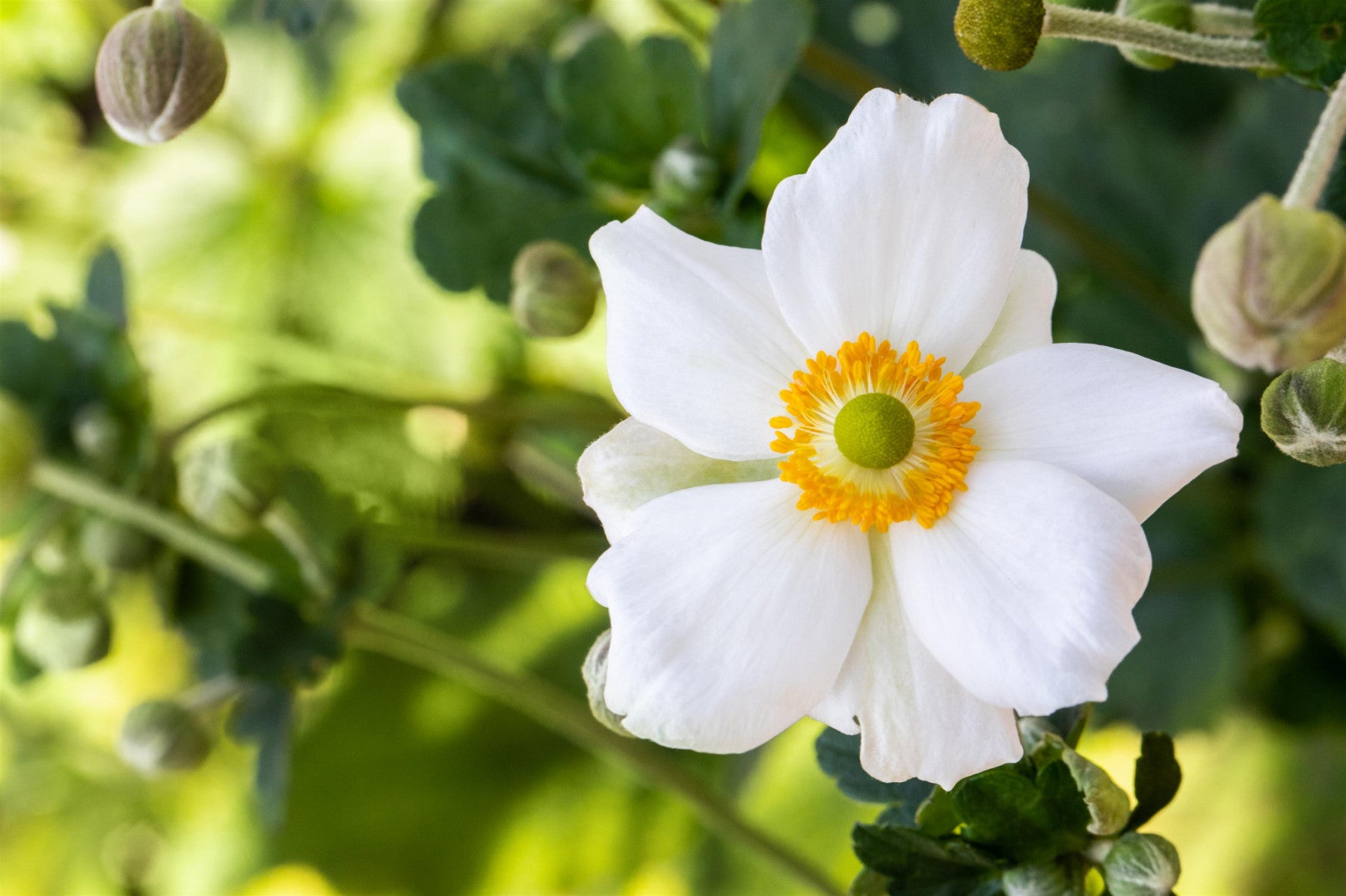 Anemone japonica 'Honorine Jobert' (Garten-Herbst-Anemone)