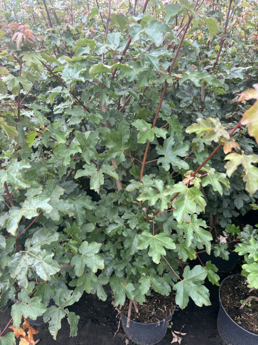 Feldahorn; hier im Topf; robust; Einsatzmöglichkeit z.B. : Wildgehölz; erhältlich von 50-80 bis 450-650 cm;;hier kaufen