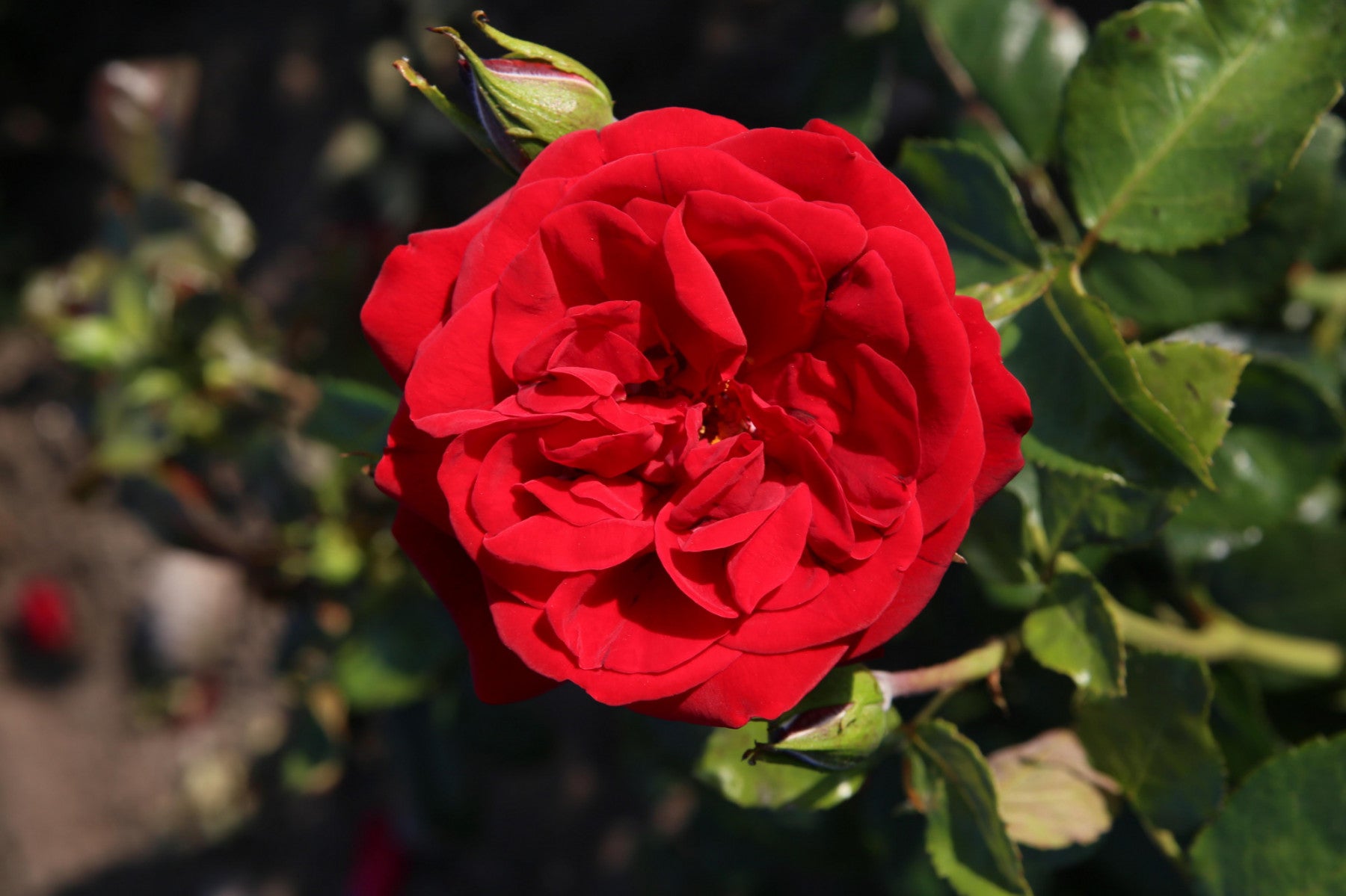 Rosa 'Ulmer Münster' STR (Strauchrose 'Ulmer Münster' -R-)