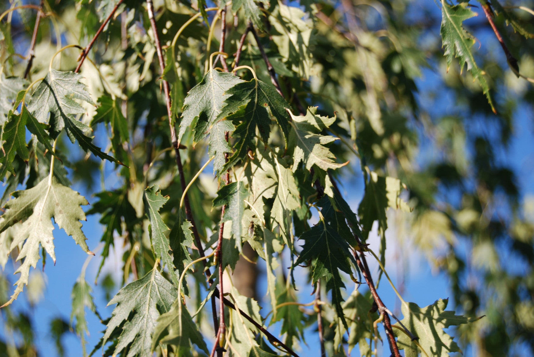 Betula pendula 'Dalecarlica' (Schlitzblättrige Birke)