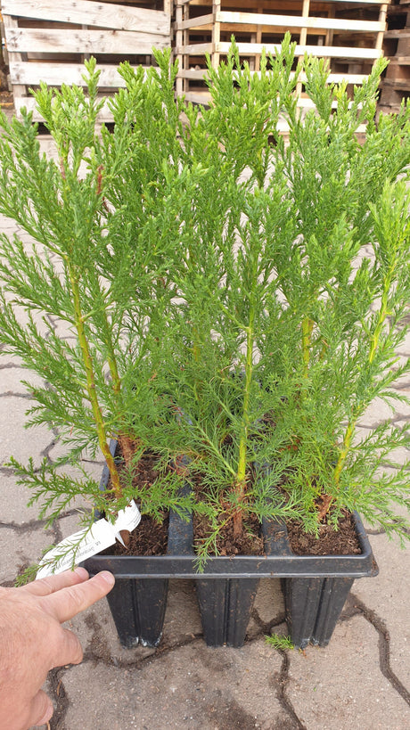 Sequoiadendron giganteum; vorbereitet für Versand; raschwüchsig; Einsatzmöglichkeit z.B. : Parkbäume;;ab 98,50 Euro