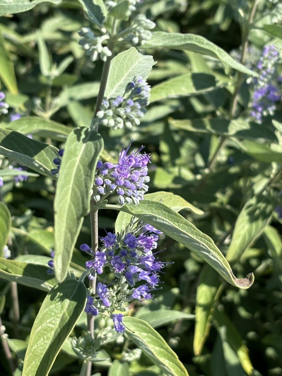 Bartblume 'Heavenly Blue'; hier mit Blüte; pflegeleicht; Einsatzmöglichkeit z.B. : Rabattenpflanze;;hier kaufen