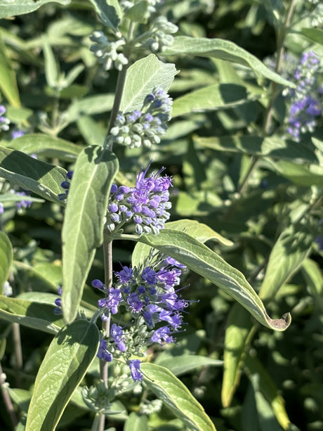 Bartblume 'Heavenly Blue'; hier mit Blüte; pflegeleicht; Einsatzmöglichkeit z.B. : Rabattenpflanze;;hier kaufen