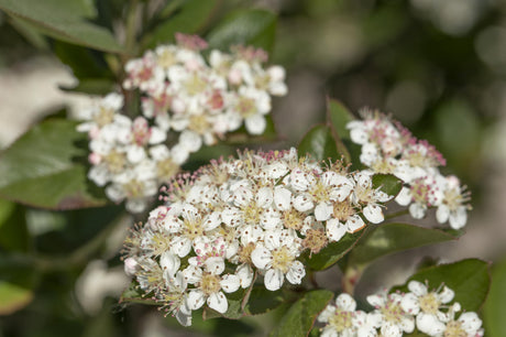 Schwarze Eberesche; hier mit Blüte; anspruchslos; Einsatzmöglichkeit z.B. : Saft;;günstig mit Qualität