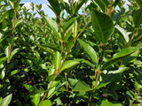 Ligusterhecke; hier mit Sommerbelaubung; nahrungsquelle für Vögel; Einsatzmöglichkeit z.B. : Sichtschutz;;günstig mit Qualität