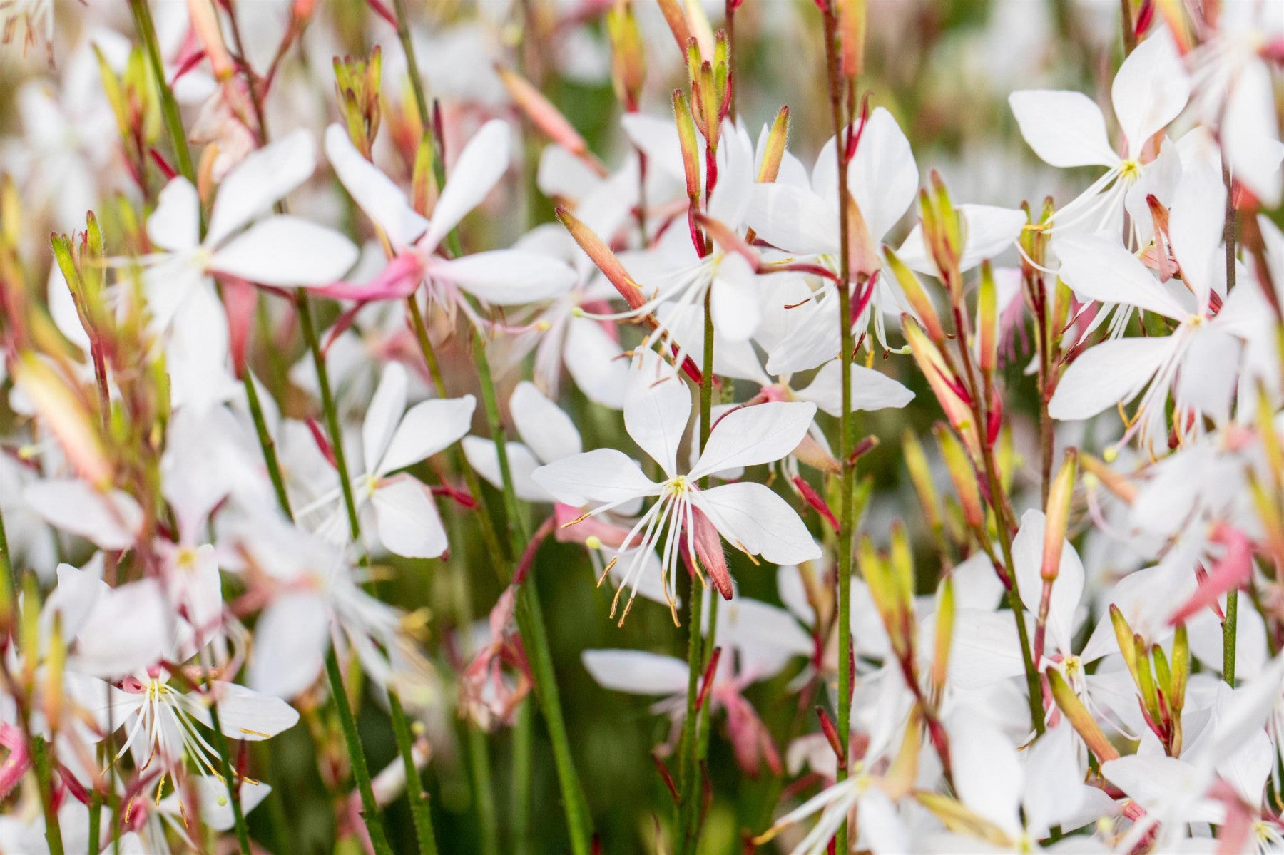 Gaura lindheimerii, weiß (Lindheimers Prachtkerze)