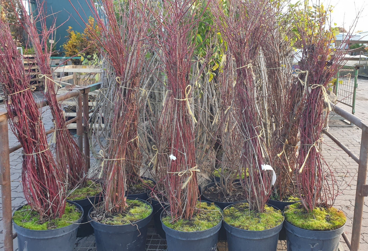 Cornus sanguinea VkG 6; vorbereitet für Versand; sehr anpassungsfähig; Einsatzmöglichkeit z.B. : anspruchslose Pflanze;;ab 3,55 Euro