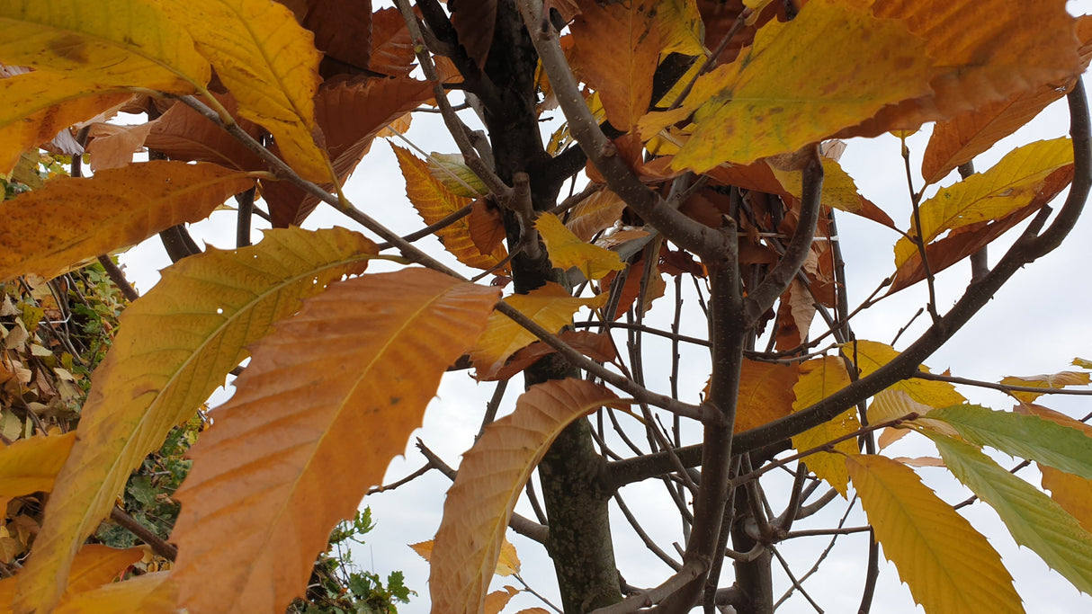 Synonym (alte Bezeichnung): Castanea vesca; hier mit Herbstlaub; schnittverträglich; Einsatzmöglichkeit z.B. : Windschutz;;ab 3,65 Euro