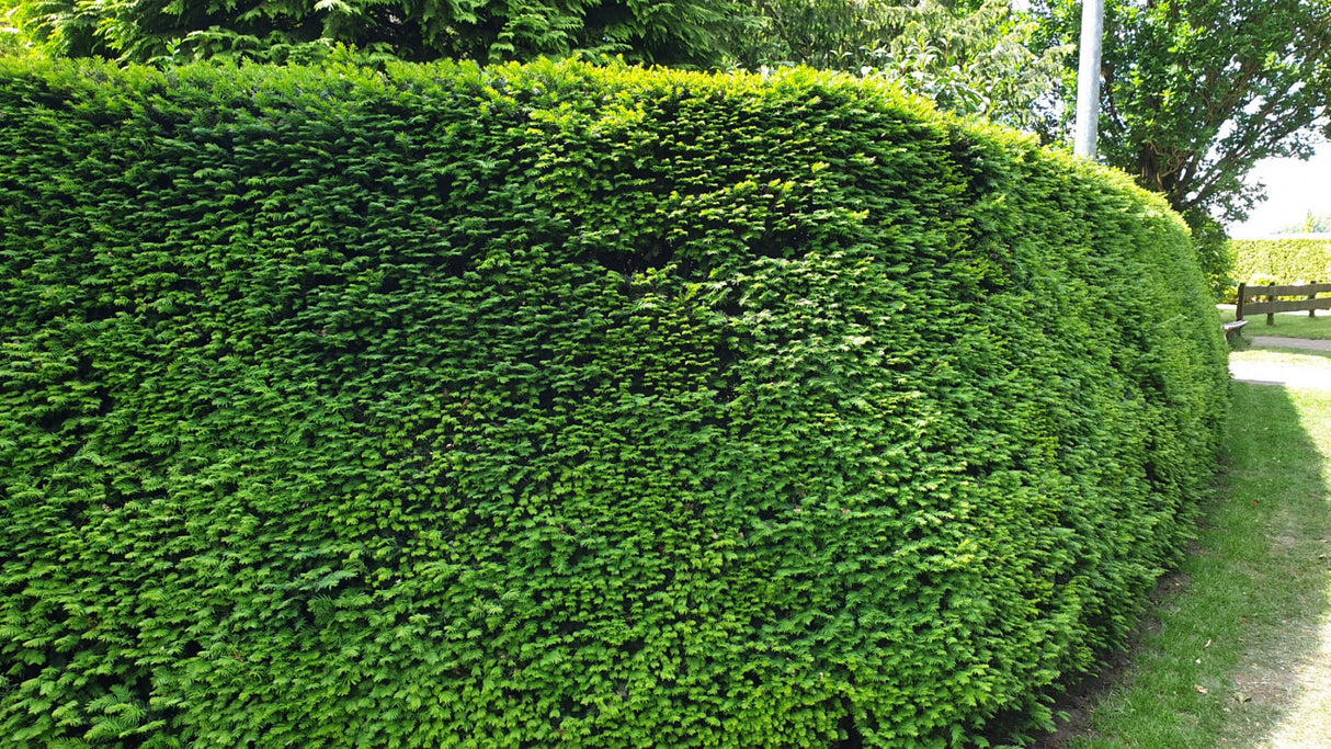 Tanne; als Hecke; immergrün;;Pflanzen vom Profi