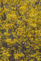 Forsythie 'Spectabilis'; hier mit Blüte; pflegeleicht; Einsatzmöglichkeit z.B. : Bienenweide; erhältlich von 40-60 bis 150-200 cm;;hier kaufen