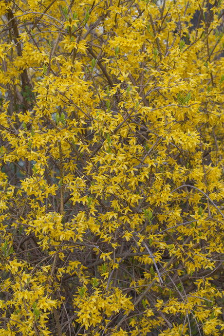Forsythie 'Spectabilis'; hier mit Blüte; pflegeleicht; Einsatzmöglichkeit z.B. : Bienenweide; erhältlich von 40-60 bis 150-200 cm;;hier kaufen