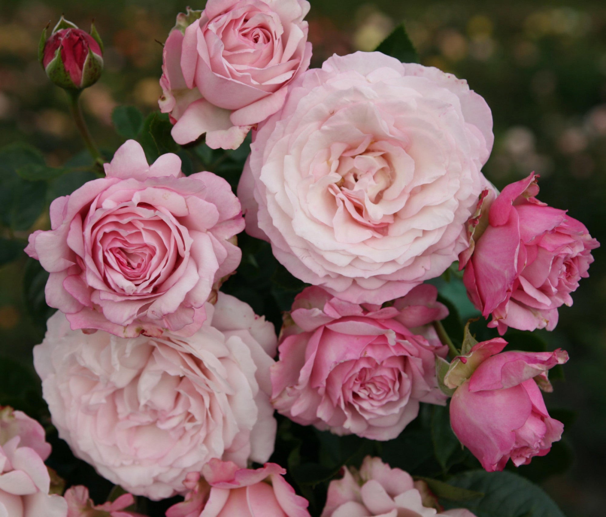 Rosa 'Rosenfaszination' BT (Beetrose 'Rosenfaszination' -R-)