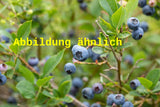 Genaues Foto für Vaccinium corymb. 'Reka' folgt; dieses ähnliche Bild dient der Illustration von Heidelbeere 'Reka'
