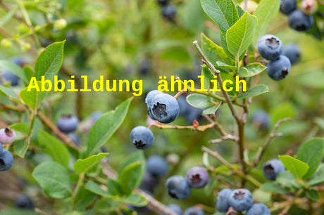 Genaues Foto für Vaccinium corymb. 'Reka' folgt; dieses ähnliche Bild dient der Illustration von Heidelbeere 'Reka'
