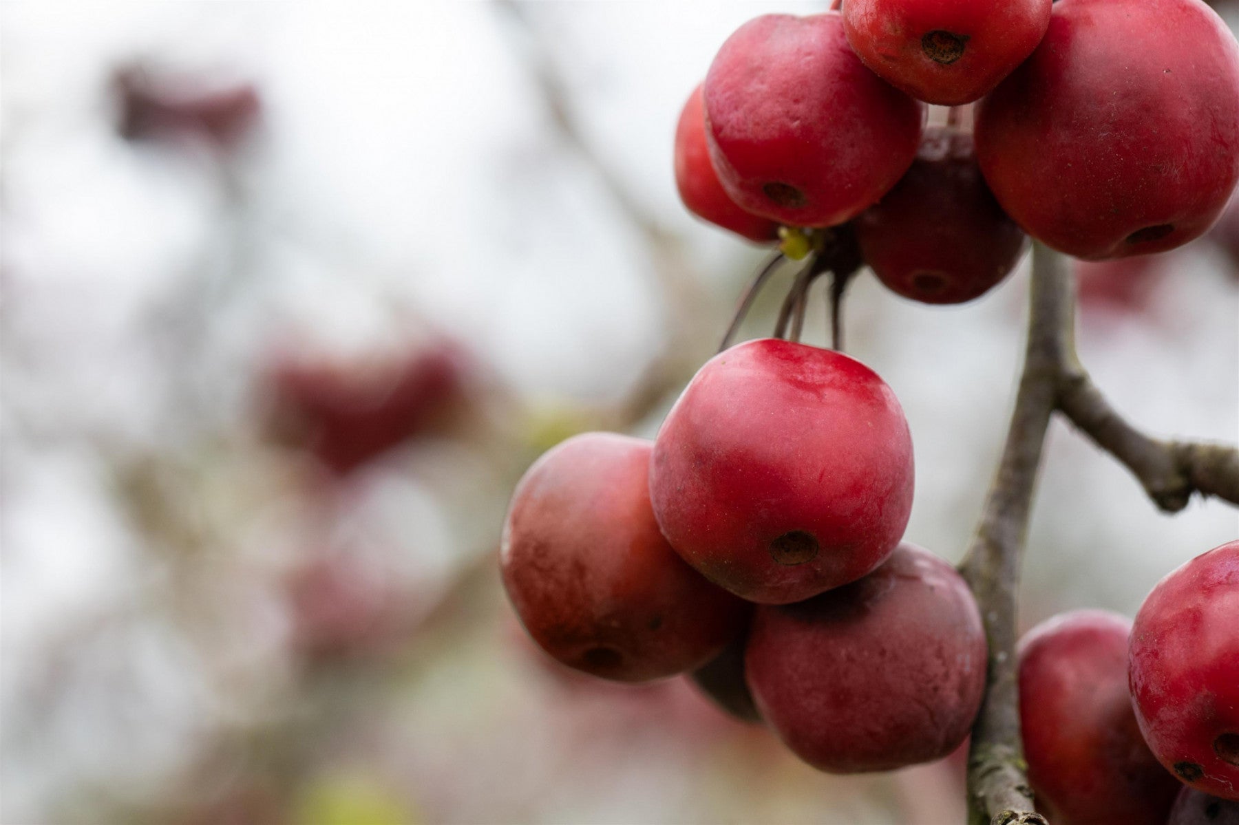 Malus 'American Beauty' (Zierapfel 'American Beauty')