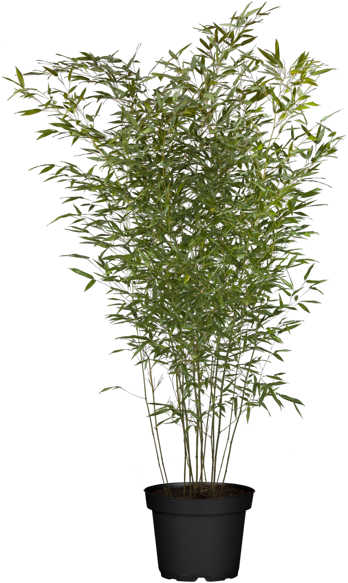 Phyllostachys bissetii; winterhart;;günstig mit Qualität