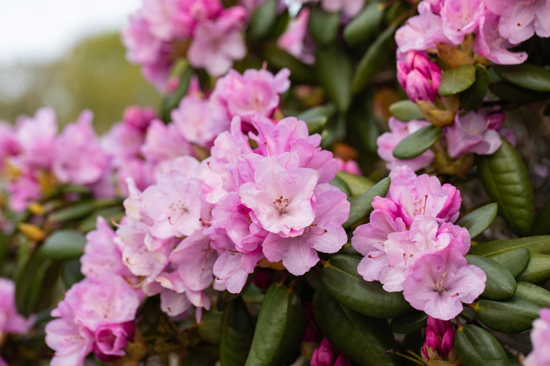 Rhododendron williams. 'Vater Böhlje' (Williams. -Rhododendron 'Vater Böhlje')