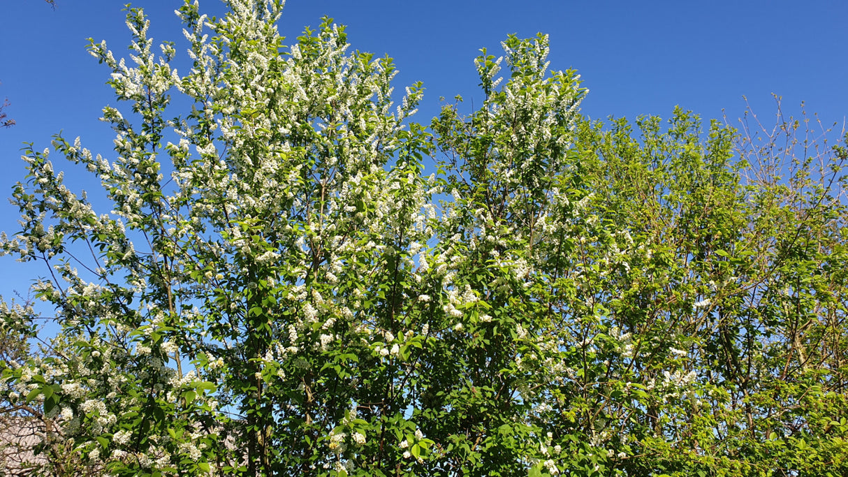 Prunus padus VkG 5; hier mit Sommerbelaubung; geeignet für feuchte Lagen; Einsatzmöglichkeit z.B. : Gruppenpflanzung;;Pflanzen vom Profi