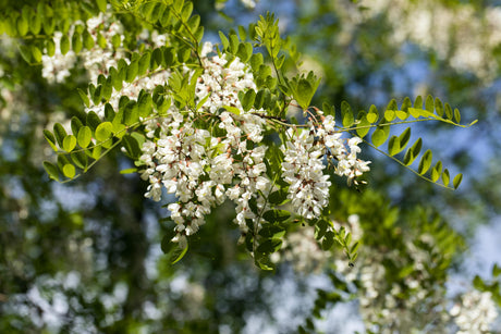 Falsche Akazie; hier mit Blüte; langlebig; Einsatzmöglichkeit z.B. : Wind- und Sichtschutz;;günstig mit Qualität