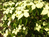 Jap. Blumen-Hartriegel; hier mit Blüte; attraktive Herbstfärbung; Einsatzmöglichkeit z.B. : Ziergehölz; erhältlich von 40-60 bis 125-150 cm;;hier kaufen