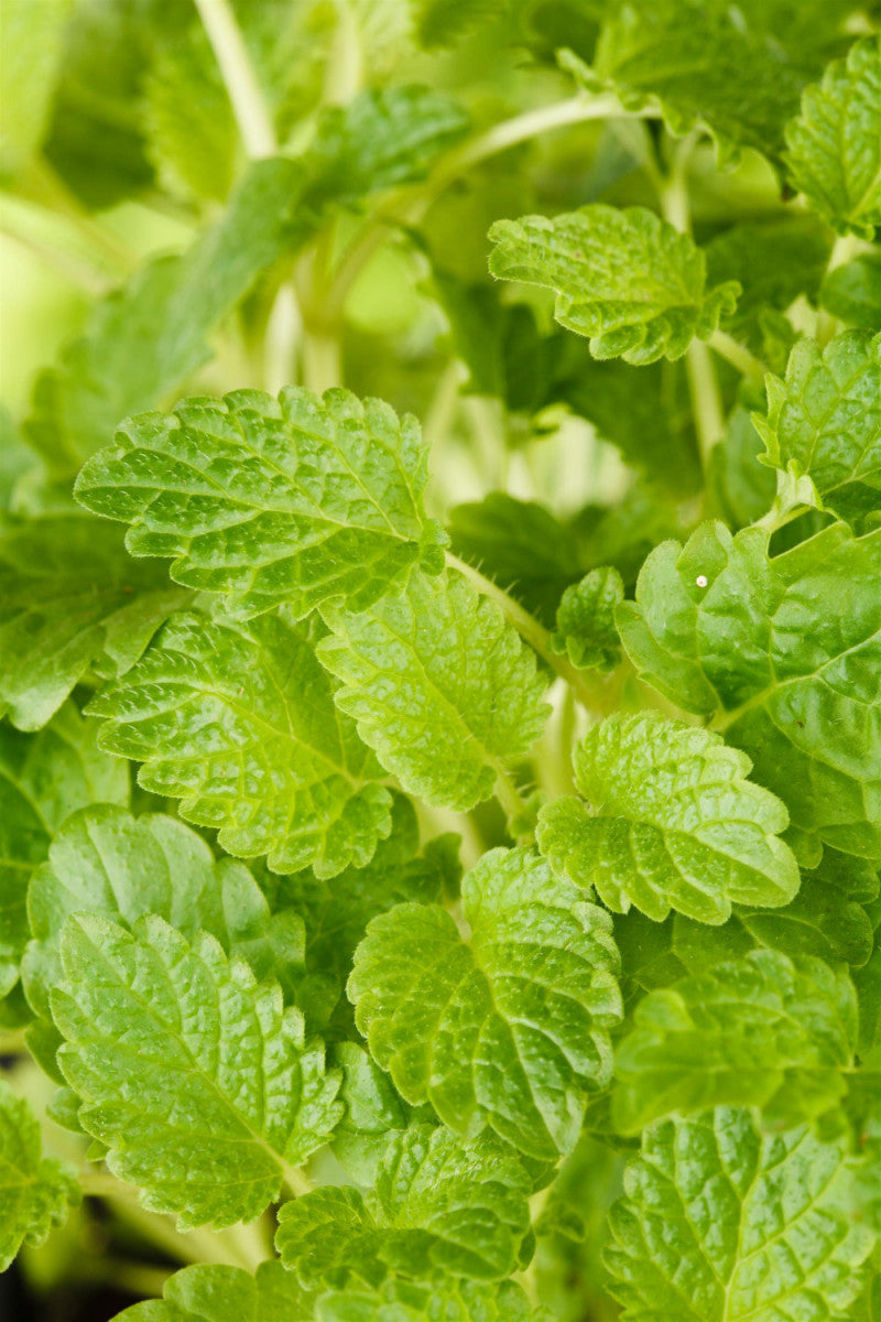 Melissa officinalis 'Limonii' (Zitronen-Melisse)