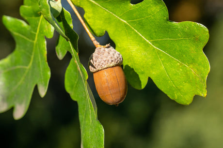 Oak; mit Früchten/Fruchtbehang; ökologisch wertvoll; Einsatzmöglichkeit z.B. : Park-; erhältlich mit Stammumfang von ab 5 bis 20-25 cm;;günstig mit Qualität