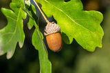 Oak; mit Früchten/Fruchtbehang; ökologisch wertvoll; Einsatzmöglichkeit z.B. : Park-; erhältlich mit Stammumfang von ab 5 bis 20-25 cm;;günstig mit Qualität