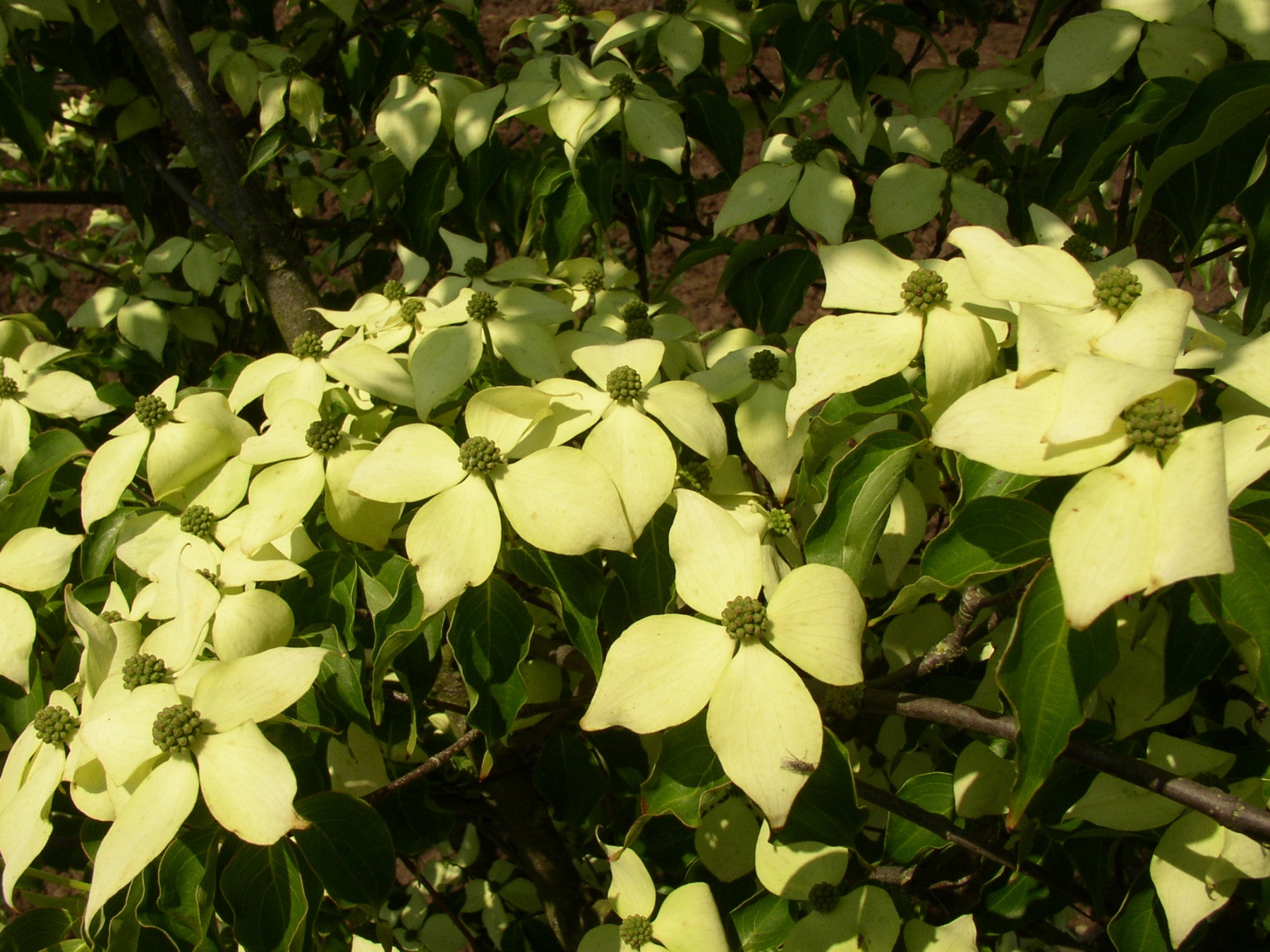 Cornus kousa (Jap. Blumen-Hartriegel)