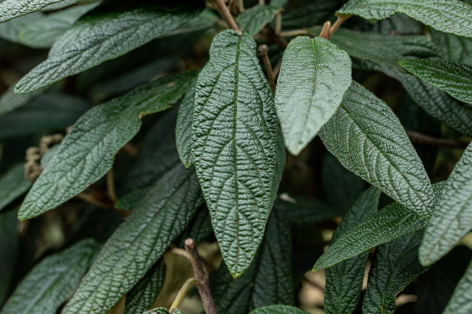 Viburnum 'Pragense' (Prager Schneeball)