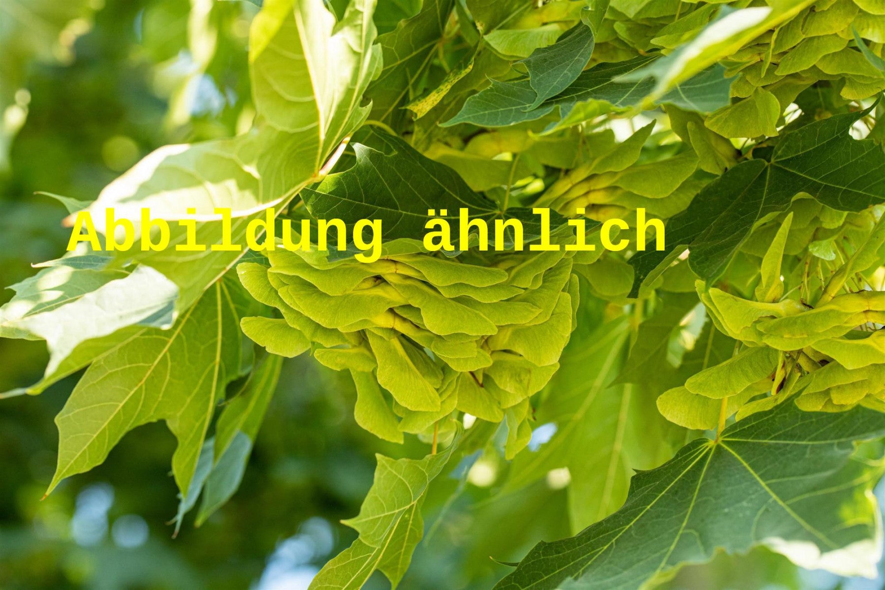 Acer platanoides 'Olmsted' (Säulenförmiger Spitzahorn 'Olmsted')