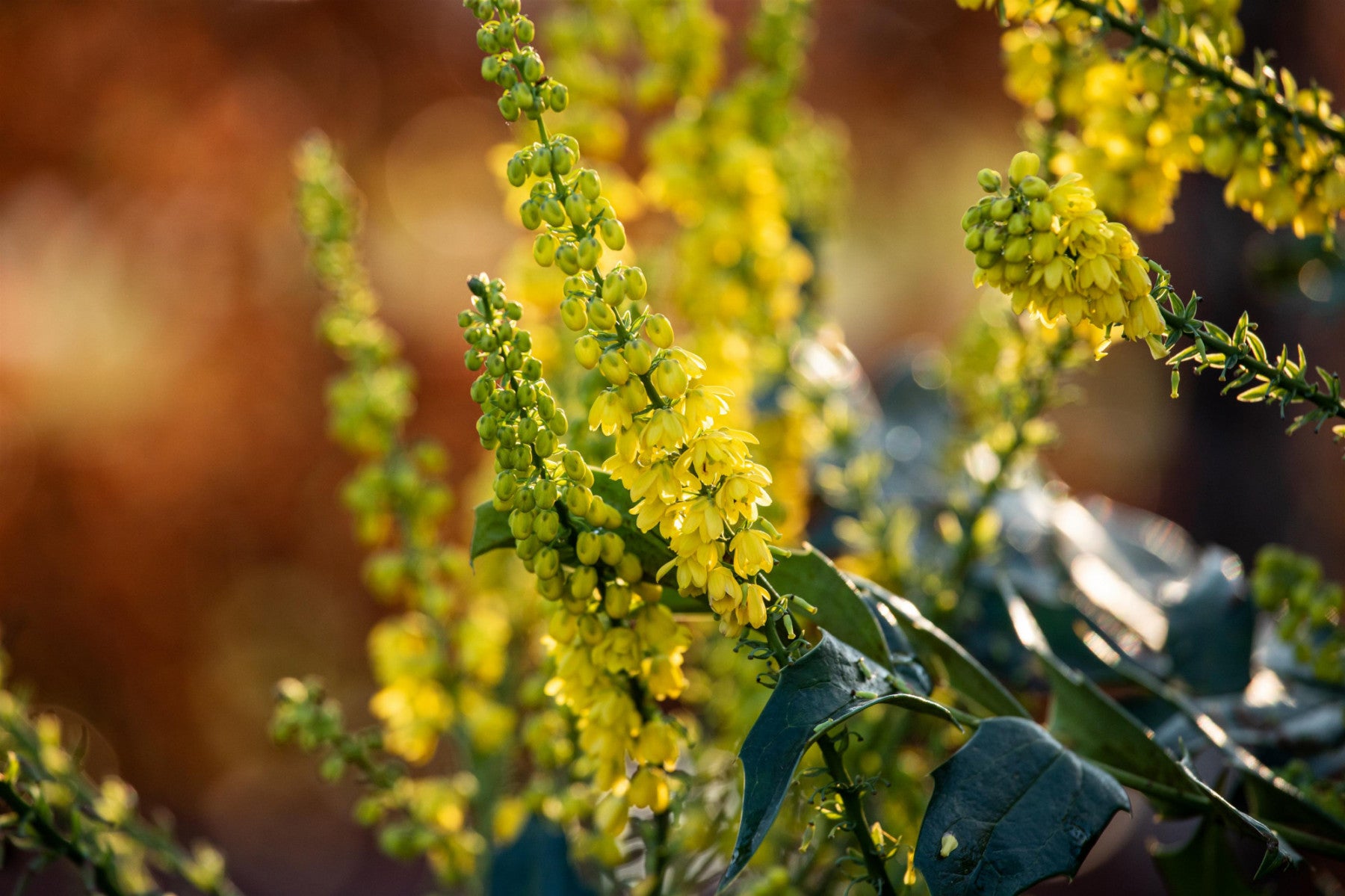 Mahonia media 'Winter Sun' (Mahonie 'Winter Sun')